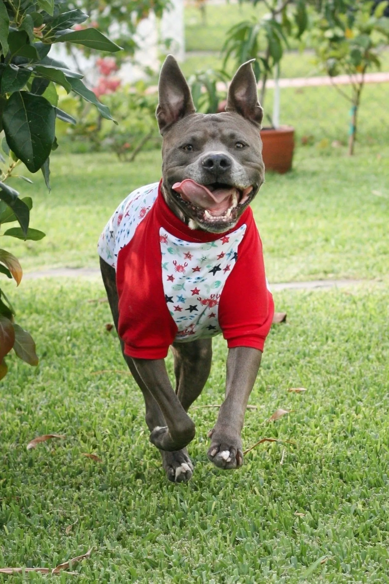 Crabby Sea Creature Dog Pajamas